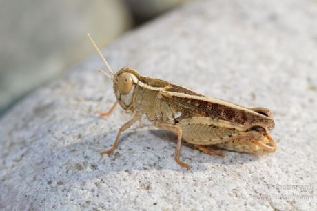 Calliptamus barbarus