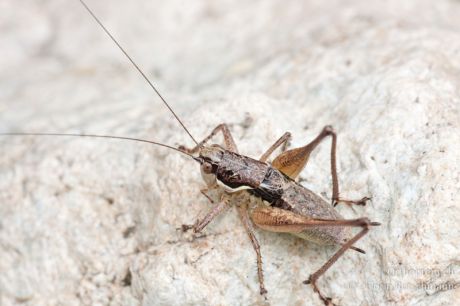 Pachytrachis gracilis