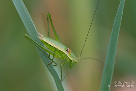 Leptophyes boscii