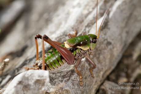 Anonconotus alpinus