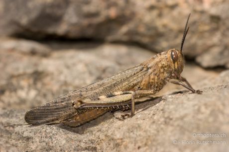 Anacridium aegyptium