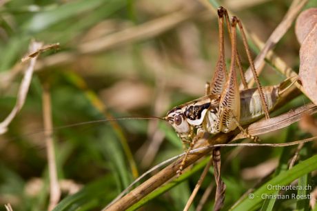 Pachytrachis striolatus