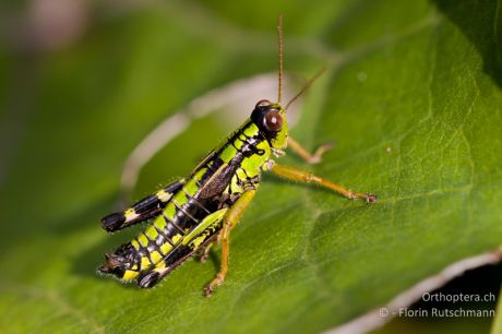 Miramella alpina