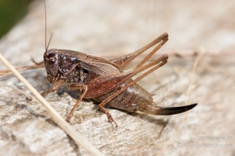 Metrioptera saussuriana