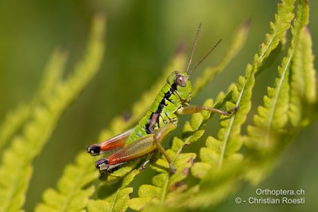 Pseudopodisma transilvanica