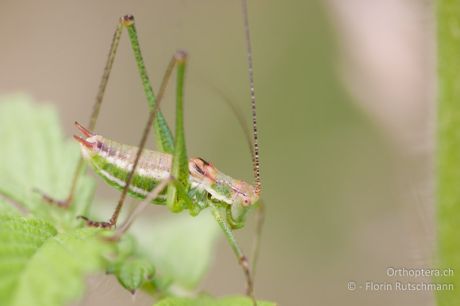 Leptophyes albovittata