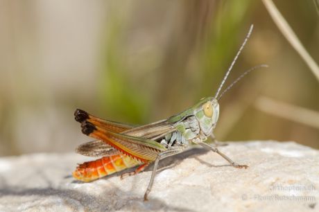 Stenobothrus fischeri