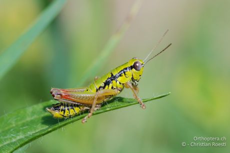 Micropodisma salamandra