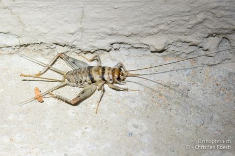 Gryllodes sigillatus