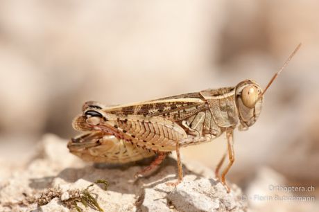 Calliptamus italicus