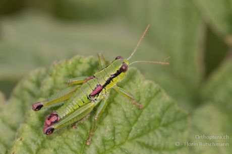 Odontopodisma decipiens