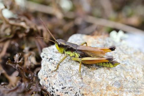 Podismopsis styriaca