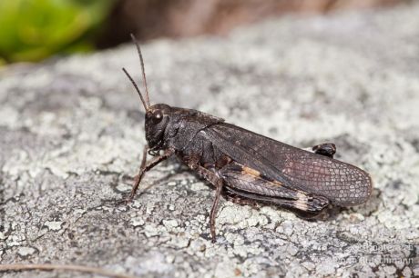 Psophus stridulus