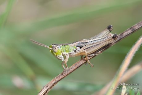 Stenobothrus crassipes