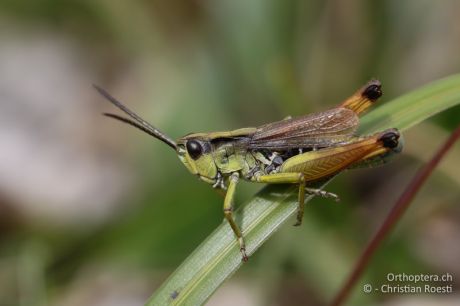 Chorthippus alticola