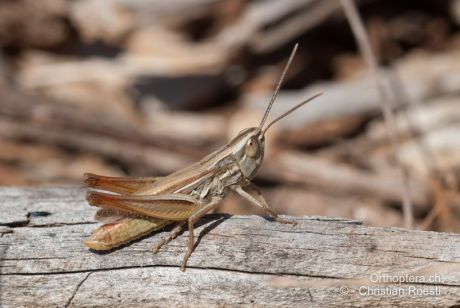 Euchorthippus elegantulus