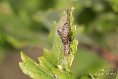 Arachnocephalus vestitus