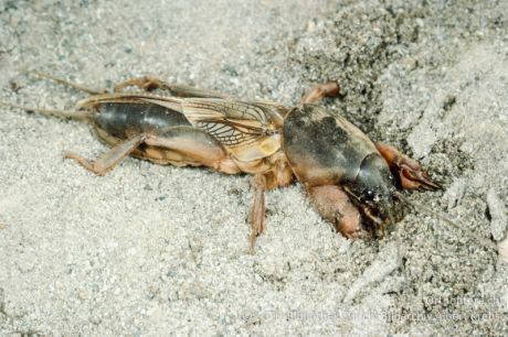 Gryllotalpa gryllotalpa