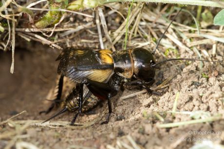 Gryllus campestris
