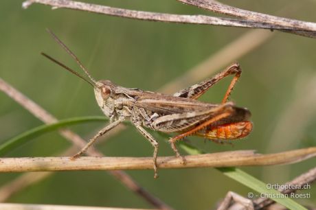 Chorthippus mollis