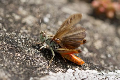 Stenobothrus rubicundulus