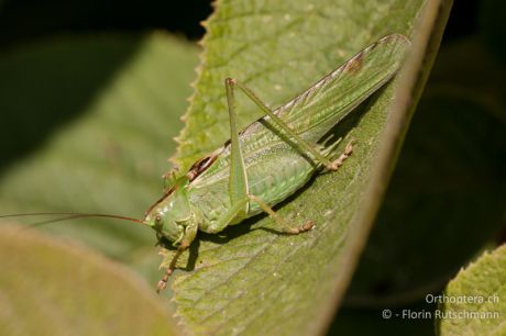 Tettigonia viridissima