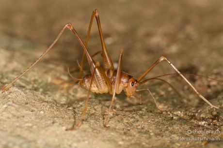 Dolichopoda geniculata