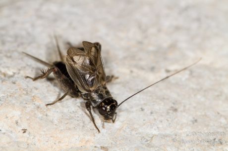 Eumodicogryllus bordigalensis