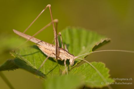 Tylopsis lilifolia