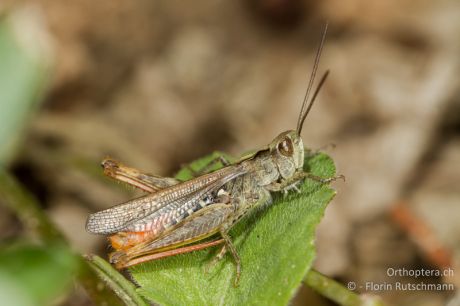 Chorthippus biguttulus