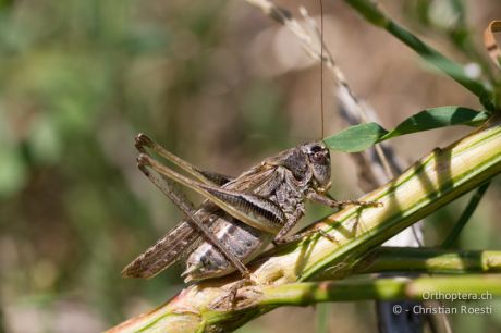 Platycleis grisea