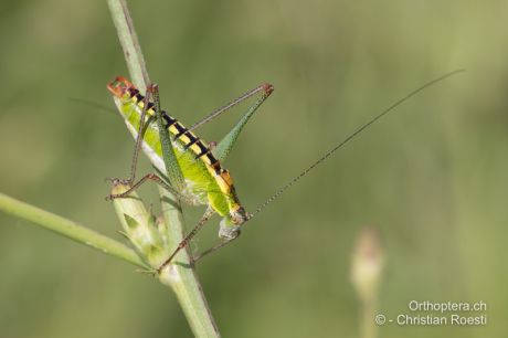 Poecilimon fussii