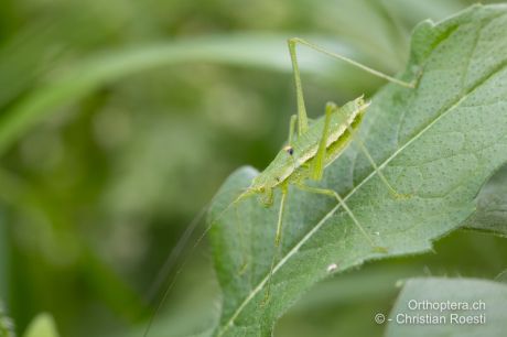 Leptophyes discoidalis