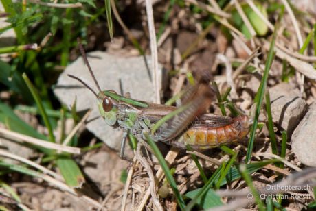 Stenobothrus stigmaticus