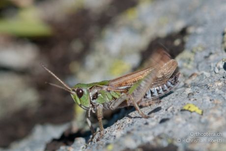 Aeropedellus variegatus