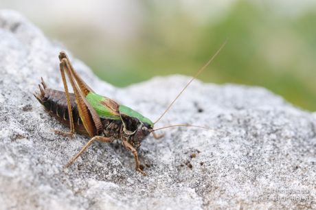 Metrioptera prenjica