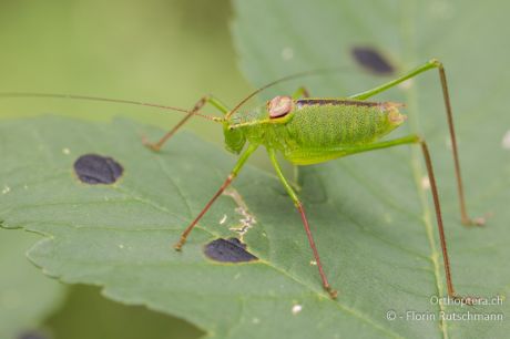 Leptophyes laticauda