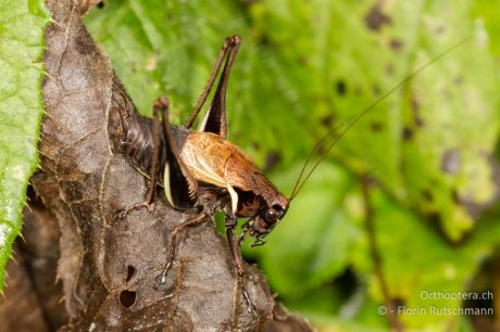 Pholidoptera aptera