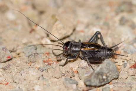 Melanogryllus desertus