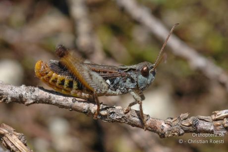 Myrmeleotettix maculatus