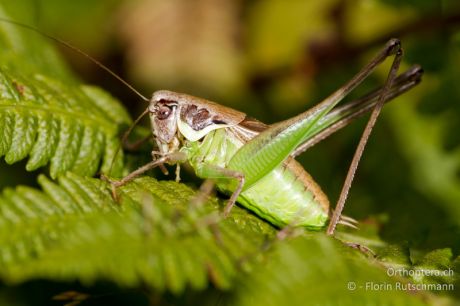 Pholidoptera littoralis