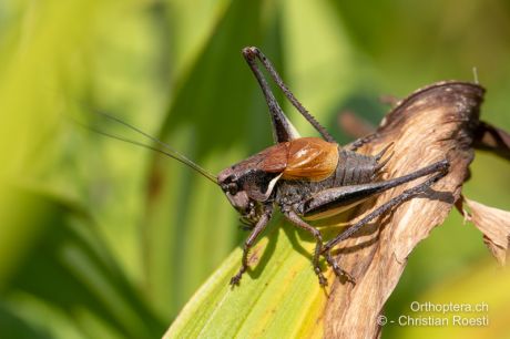 Pholidoptera transsylvanica