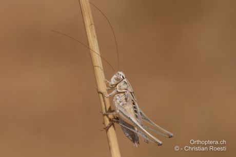 Tessellana tessellata