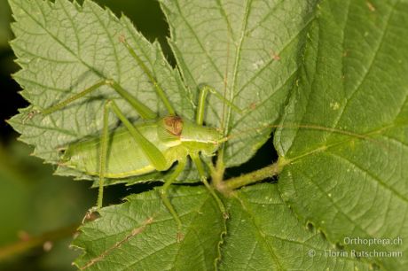Isophya camptoxypha