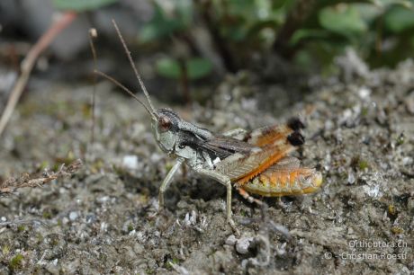 Chorthippus pullus