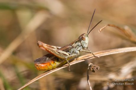 Chorthippus mollis ignifer