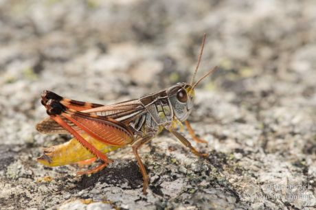 Arcyptera microptera
