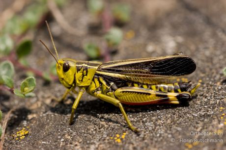 Arcyptera fusca