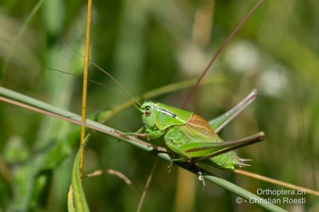 Pholidoptera frivaldszkyi
