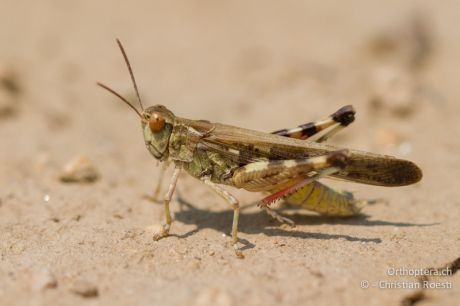 Aiolopus thalassinus
